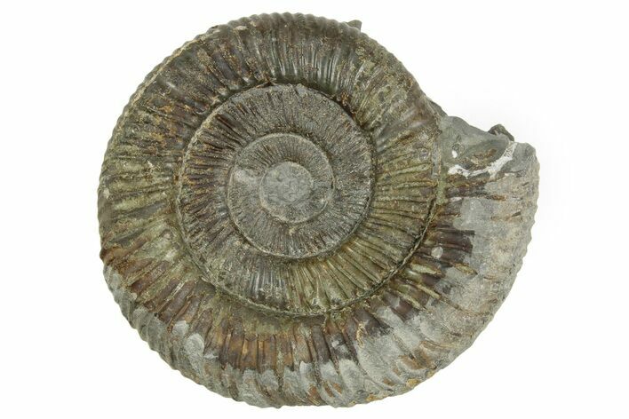 Jurassic Ammonite (Dactylioceras) Fossil - England #362490